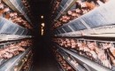 Batterijkooien - Compassion in World Farming