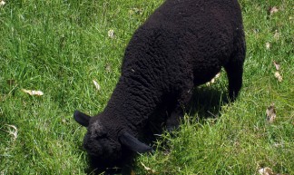 Black Sheep - JoshBerglund19