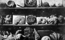 cc Wikimedia Commons Lous Jacques Mande Daguerre Shells and Fossils 1839