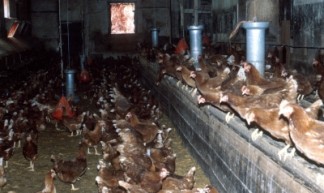 Een schuur met scharrelkippen - Compassion in World Farming