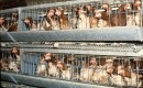Legbatterij - Compassion in World Farming