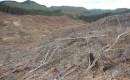 Deforestation - Michael Coghlan
