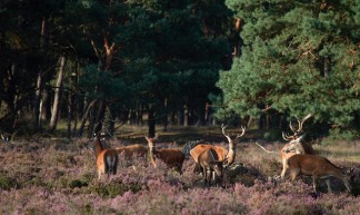 Nationaal Park De Hoge Veluwe - Frans de Wit