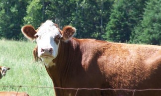 Inquisitive Cow - Robert Hiscock