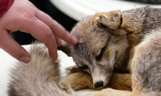 MaS Burgers' Zoo Arnhem - Dolle Dierendag - ANWB Vrijwilligers