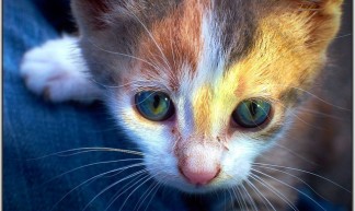 Kitten - Moyan Brenn