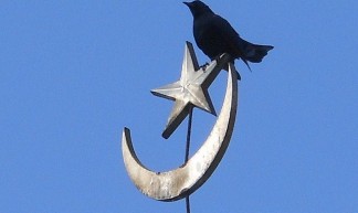 Islamic Bird - Michael Coghlan