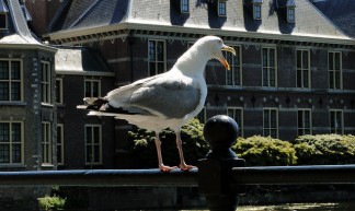 PVV - Bas Bogers
