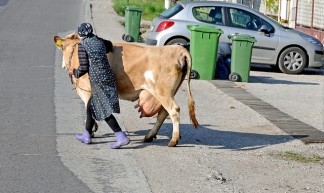 Romania-1841 - STOP................ - Dennis Jarvis