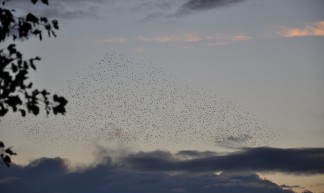 Swarm! - Erik bij de Vaate