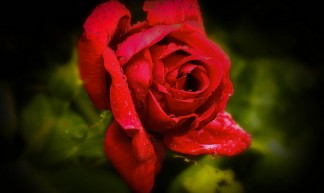 When roses cry - Patrick Bouquet