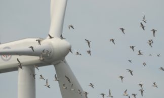 線西風機和鳥類飛行互動關係 Interactions between wind turbines and birds: alternation of avian flight path 13-5 - 台灣水鳥研究群 彰化海岸保育行動聯盟