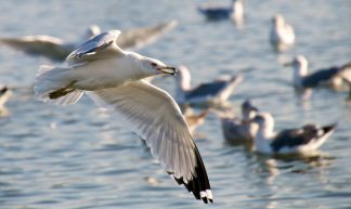 Seagull Flying over the duck pond - Don DeBold