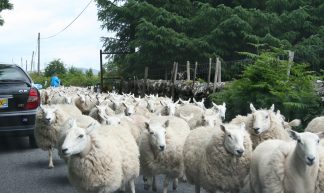 Sheep on the road - Alexandre Dulaunoy