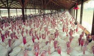 Inside a Typical Turkey Production House - Soil Science