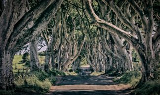THE DARK HEDGES Northireland - rogerbirchler
