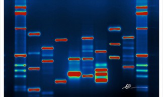 Micah's DNA - Micah Baldwin