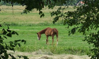 paard in de wei - Gerard Stolk