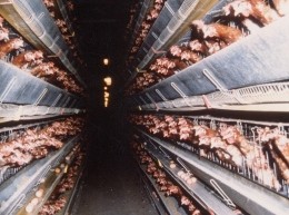 Batterijkooien - Compassion in World Farming