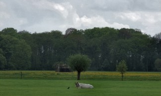 weiland met koe nabij Bunnik - Gerard Stolk