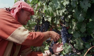 Golan Heights Vineyards - Government Press Office