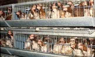 Legbatterij - Compassion in World Farming