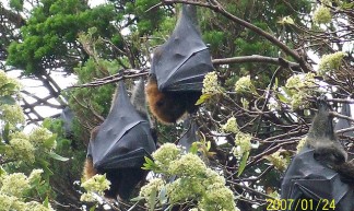Bats in Sydney Botanical Gardens - Leonora Enking