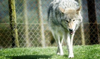 Bad Wolf - @Doug88888