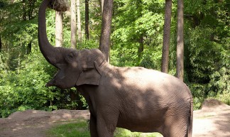 Olifant - Wanja Krah