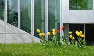 Dutch tulips - Rene Passet