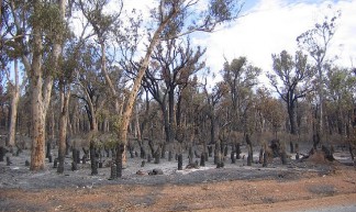 Bushfire - bram_souffreau