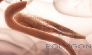 pancreas medical illustration by Polygon - Polygon Medical Animation