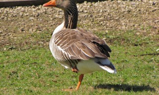 Grauwe gans - Den Flater