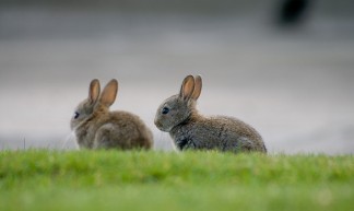 Rabbits - Nicholas Devenish