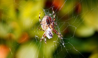 Spider web - @Doug88888