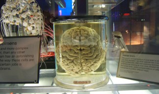 Human Brain - Simon Scott