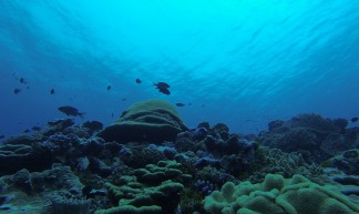 Coral reef. Photo credit: Susan White/USFWS - USFWS - Pacific Region