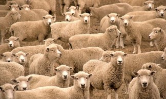 Sheeps Eyes - James Barwell
