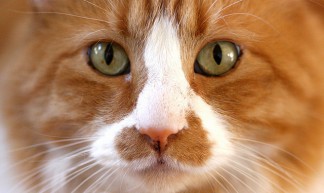 Cat - Kevin Dooley