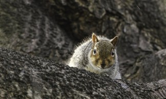 Squirrel I - Lawrence OP