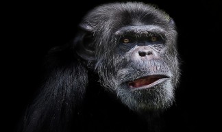 Chimpanzee - Patrick Bouquet