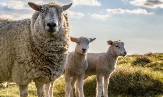gloomy sheeps - Kai Morgener
