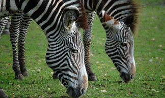 Zebra - Marieke IJsendoorn-Kuijpers