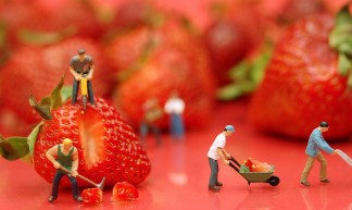 Berry Hard Work - JD Hancock