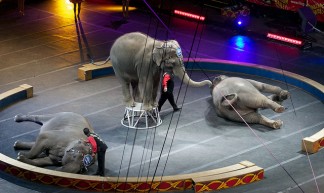 Elephant Tricks - Matthew Barton