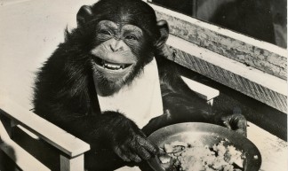 pc chimpansee Joke 1965 - janwillemsen