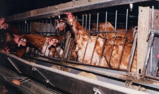 Legbatterij 2 - Compassion in World Farming