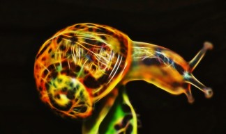 Fracsnailius (Helix psychedelicious) - Martin Cooper