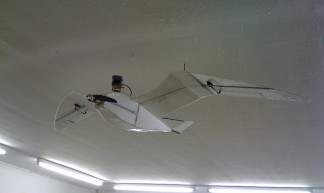 seagull drone - Amanda Steggell