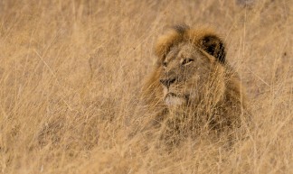 Cecil - Hwange National Park, Zimbabwe - Vince O'Sullivan